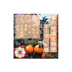 みかん 柑橘類 発送月固定定期便 愛咲果樹園