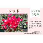 花 カラー:レッド 農林水産大臣賞受賞 シクラメン