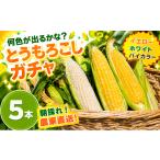 とうもろこし 2026年11月~ 秋採れ