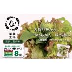 野菜類 葉野菜 若採り サラダ 3種ミックス