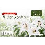 カサブランカ球根 計60個