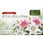 オリエンタルユリ球根 計60個