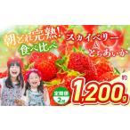 スカイベリー&とちあいか 食べ比べ 300g×2