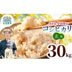 玄米 新米 令和8年産 コシヒカリ 特A 30kg