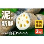 人参 大根 他根菜 年内発送 こだわり白石れんこん 2kg