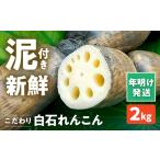 人参 大根 他根菜 年明発送 こだわり白石れんこん 2kg
