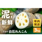 人参 大根 他根菜 年内発送 こだわり白石れんこん 3kg