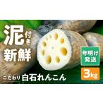 人参 大根 他根菜 年明発送 こだわり白石れんこん 3kg