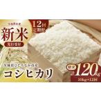 令和8年産 コシヒカリ 精米 10kg