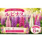 花 ルピナス 花色 品種 お任せ 4号 x 6鉢 フラワー