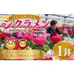 シクラメン 花色 品種 お任せ 6号 1鉢 鉢植え