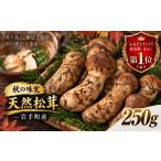 野菜類 きのこ 天然松茸 250g