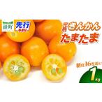 みかん 柑橘類 完熟きんかん たまたま 1kg