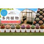 苗木 多肉植物 ガーデニング 植物 園芸 9鉢