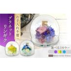 花 苗木 イエロー×グリーン プラネットリンギク