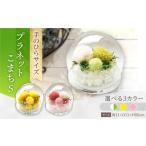 花 苗木 ホワイト×グリーン プラネットこまちS