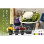 花 パインイエロー ポウルリップ プリザーブドフラワー
