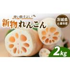 人参 大根 他根菜 鈴木農園の新物れんこん