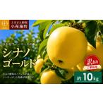 りんご 訳あり シナノゴールド 約10kg