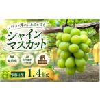 シャインマスカット ご 約1.4kg