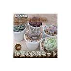 初めての方にも育てやすい 色づきの美しい多肉植物お任せ多…