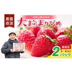 いちご 大粒の贅沢 まりひめ を農家直送で 2パック
