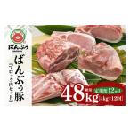 豚肉 ロース 定期便12ヶ月 ブランド豚 ばんぶぅ