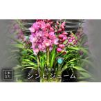 花 苗木 シンビジューム 5本立ち 1777013