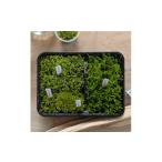 ふるさと納税 花・苗木 高知県 北川村  テラリウム用 苔弁当 (苔のみ) …