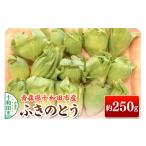 野菜類 山菜 先行受付 ふきのとう 約250g