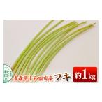 野菜類 山菜 先行受付 フキ 蕗 約1kg