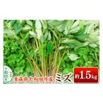 野菜類 山菜 先行受付 ミズ 約1.5kg