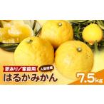 果物類 みかん 柑橘 有田育ちのはるかみかん