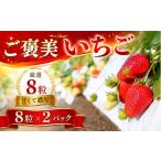 いちご チョイス 紅ほっぺ イチゴ 苺 大粒 厳選8粒×2パック