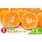 果物類 みかん ご 極甘 柑橘 有田育ちの濃厚
