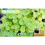 花 苗木 アロマティカスの苗 9cmポット×2個