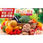 セット 詰合せ 12回定期便 配送時期が 採れたて野菜