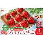 いちご お日さまの雫 完熟朝穫りプレミアムいちご