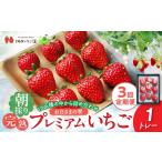 いちご 定期便 お日さまの雫 完熟朝採りプレミアムいちご1…