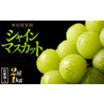 シャインマスカットと旬のぶどう 詰め合わせ