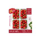 いちご 訳あり 産直 完熟よつぼし 規格外 4パック