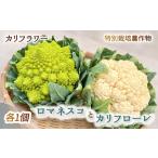 野菜類 予約受付 27年度 カリフラワー ロマネスコ