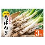 野菜類 ねぎ 訳あり 越津ねぎ 約3kg