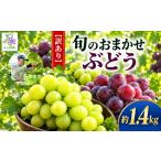 ぶどう 2027年1月まで発送してます