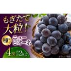 ふるさと納税 果物類 ぶどう 広島県 三次市  2026年先行予約 8月下旬頃から順次発送 ぶどう 三次の葡萄 ニューピオーネ 4房（約2kg） 種なし ぶどう ピオーネ …