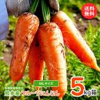 フルーツにんじん5kg箱入り（М・Lサイ