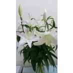 津南産ユリ混合3本組1束百合生花花...