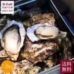 JF Hiroshima . полосный Hiroshima ... can can жарение 1.6kg 12~20 шт бесплатная доставка Hiroshima префектура производство армия рука нож есть .. устрица ... имеется si- капот морепродукты прямая поставка от производителя ваш заказ BBQ