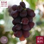 Inakakara 丸山農家 黒いシャインマスカット 富士の輝き 600g以上 1房 9月上旬から10月上旬出荷 送料無料 山梨 甲府 シャインマスカット 葡萄 生産者直送