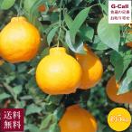 ショッピングデコポン 無加温栽培 熊本デコポン 約5kg 18〜20玉 1月下旬〜2月末頃まで出荷 指定日不可 送料無料 でこぽん 柑橘 果物 くだもの フルーツ 高糖度 熊本産 贈答 ギフト